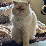 Mochi joined the competition — help win amazing prizes! animal, blanket, cat, couch, cozy, cream_color, curtain, domestic, expression, face, fluffy, fur, furniture, indoor, persian_cat, pet, sitting, soft_light, whiskers, window