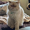 animal, blanket, cat, couch, cozy, cream_color, curtain, domestic, expression, face, fluffy, fur, furniture, indoor, persian_cat, pet, sitting, soft_light, whiskers, window
