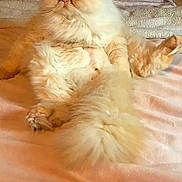 Mochi joined the competition — help win amazing prizes! cat, fluffy, cream_color, indoor, bed, blanket, pillow, relaxed, sitting, unimpressed, grumpy, feline, pet, fur, cute, animal, cozy, resting, soft, domestic