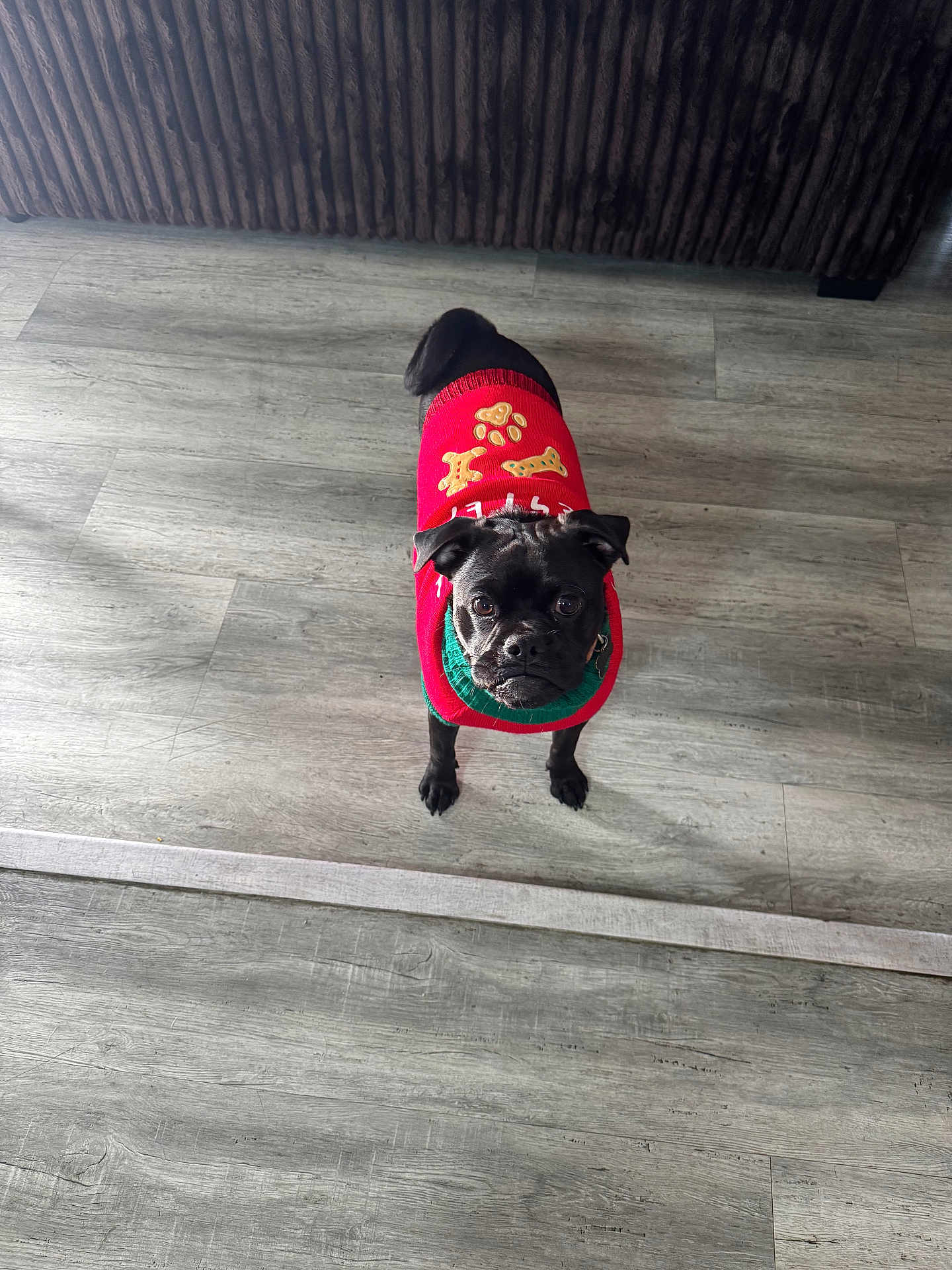 Taz is registered to the contest to win money with this photo: dog, black_dog, pet, sweater, red_sweater, floor, wooden_floor, indoor, couch, brown_couch, looking_up, small_dog, curious, animal, cute, companion, puppy, festive_clothing, domestic, canine