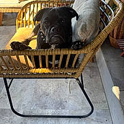 Taz is registered to the contest to win money with this photo: dog, black_dog, wicker_chair, cushion, indoor, pet, animal, collar, spiked_collar, floor, plant, sunlight, furniture, relaxed, canine, paw, nose, ears, face, home