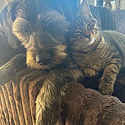 Leyla is registered to the contest to win money with this photo: dog, cat, pets, animal, cuddle, cuddling, companions, shaggy_dog, tabby_cat, striped_fur, whiskers, ears, closed_eyes, cozy, indoor, chair, upholstery, sunlight, warm_lighting, portrait
