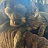 animal, cat, chair, closed_eyes, companions, cozy, cuddle, cuddling, dog, ears, indoor, pets, portrait, shaggy_dog, striped_fur, sunlight, tabby_cat, upholstery, warm_lighting, whiskers