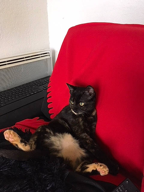 Jag participe au concours pour gagner de l'argent avec cette photo : asian, black_cat, carnivore, cat, domestic_short_haired_cat, felidae, fur, kitten, polydactyl_cat, small_to_medium_sized_cats, tail, whiskers