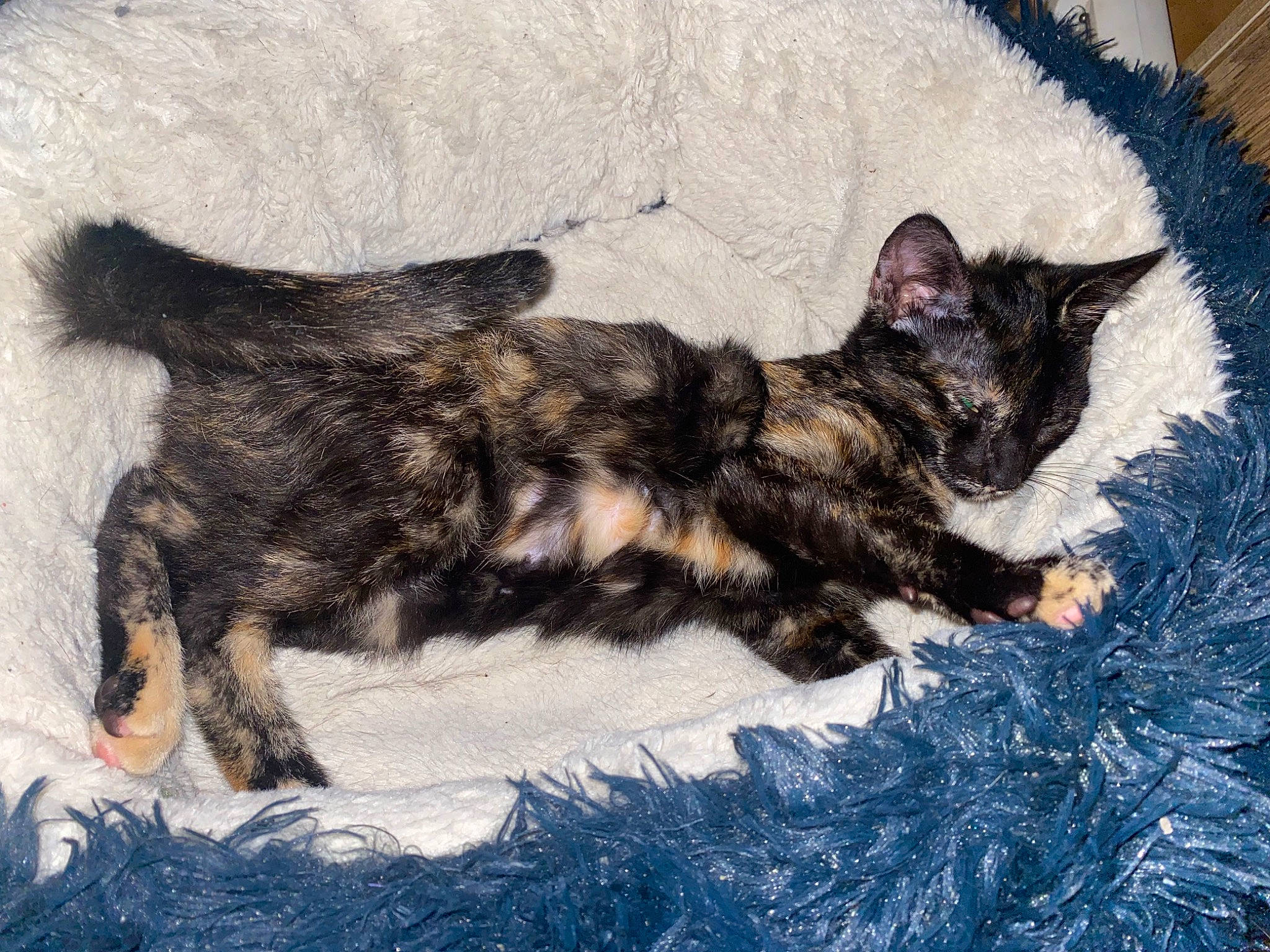 Moony participe au concours pour gagner de l'argent avec cette photo : art, canidae, carnivore, cat, claw, comfort, dog_breed, domestic_short_haired_cat, felidae, fur, nap, paw, small_to_medium_sized_cats, tail, terrestrial_animal, whiskers