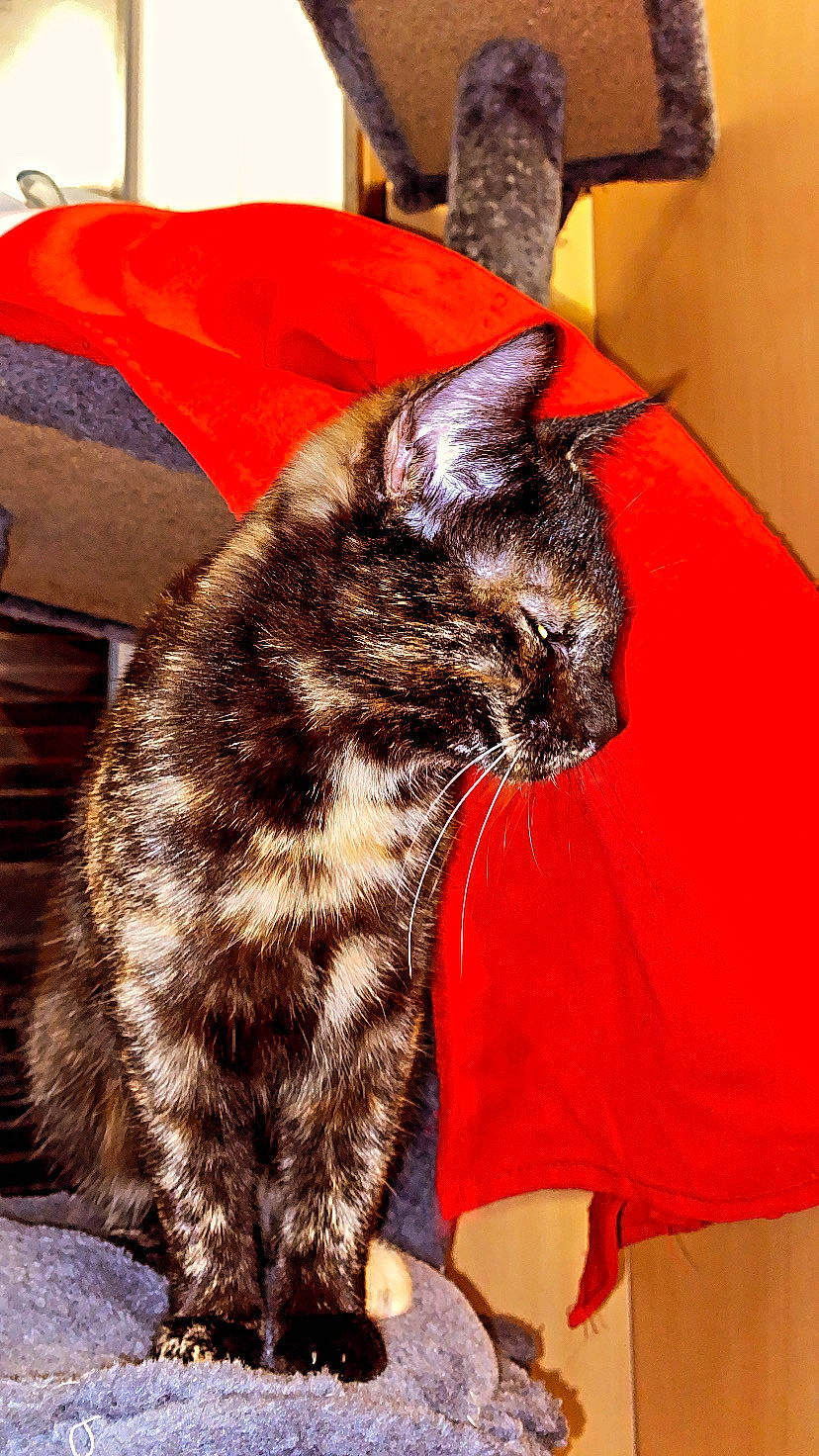 Moony a rejoint le concours — aidez-le/la à gagner de superbes lots ! black_cat, carnivore, cat, claw, comfort, domestic_short_haired_cat, felidae, fur, nap, orange, paw, sitting, small_to_medium_sized_cats, snout, tail, terrestrial_animal, whiskers