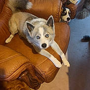 Tynyu participe au concours pour gagner de l'argent avec cette photo : animal, blue_eyes, brown_dog, canine, cozy, curious, dog, domestic, floor, furniture, household, husky, indoor, laying_down, leather_chair, mischievous, multiple_dogs, peeking, pet, resting
