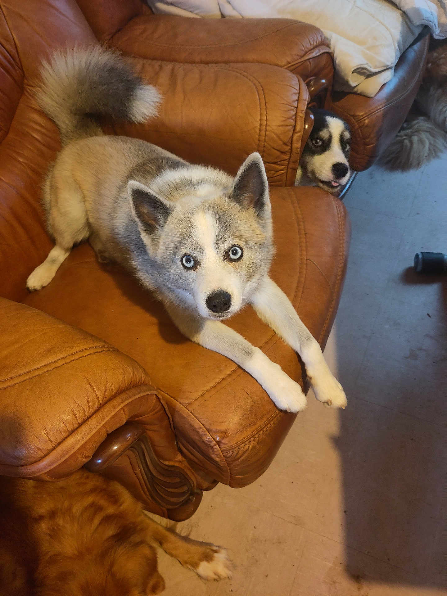 Tynyu participe au concours pour gagner de l'argent avec cette photo : animal, blue_eyes, brown_dog, canine, cozy, curious, dog, domestic, floor, furniture, household, husky, indoor, laying_down, leather_chair, mischievous, multiple_dogs, peeking, pet, resting