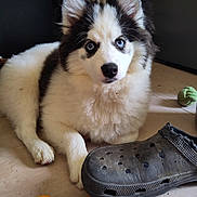 Babeth a rejoint le concours — aidez-le/la à gagner de superbes lots ! animal, black_and_white, blue_eyes, closeup, curious, cute, dog, domestic, ears, floor, fluffy, indoor, laying, nose, pet, playful, puppy, shoe, toy, young