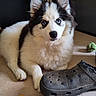 animal, black_and_white, blue_eyes, closeup, curious, cute, dog, domestic, ears, floor, fluffy, indoor, laying, nose, pet, playful, puppy, shoe, toy, young