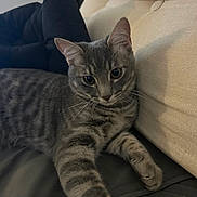 Atlas a rejoint le concours — aidez-le/la à gagner de superbes lots ! animal, blanket, cat, couch, cozy, curious, ears, feline, fur, furniture, gray_tabby, home, indoor, looking, paw, pet, relaxed, stretching, striped, whiskers