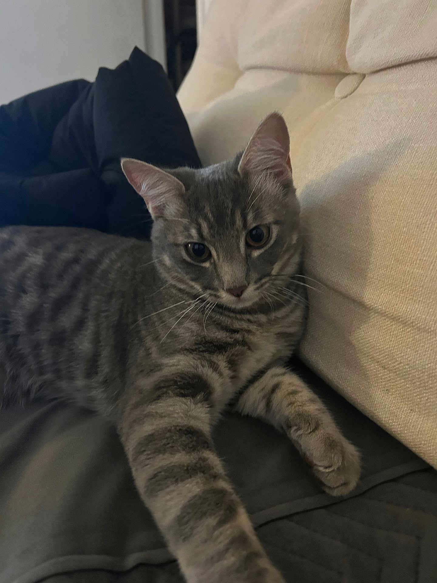 Atlas a rejoint le concours — aidez-le/la à gagner de superbes lots ! animal, blanket, cat, couch, cozy, curious, ears, feline, fur, furniture, gray_tabby, home, indoor, looking, paw, pet, relaxed, stretching, striped, whiskers