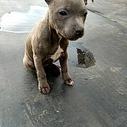 Athena a rejoint le concours — aidez-le/la à gagner de superbes lots ! puppy, dog, gray, white_patch, sitting, wet_surface, concrete, puddle, reflection, outdoor, grass, black_cat, animal, pet, young, ears, face, cute, background, nature