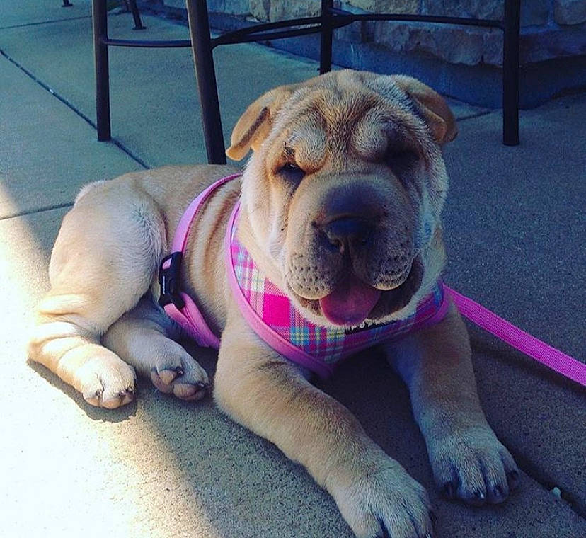 Lacy joined the competition — help win amazing prizes! ancient_dog_breeds, canidae, carnivore, companion_dog, dog, dog_breed, fawn, mammal, non_sporting_group, ori_pei, shar_pei, skin, snout, sporting_group, vertebrate, wrinkle