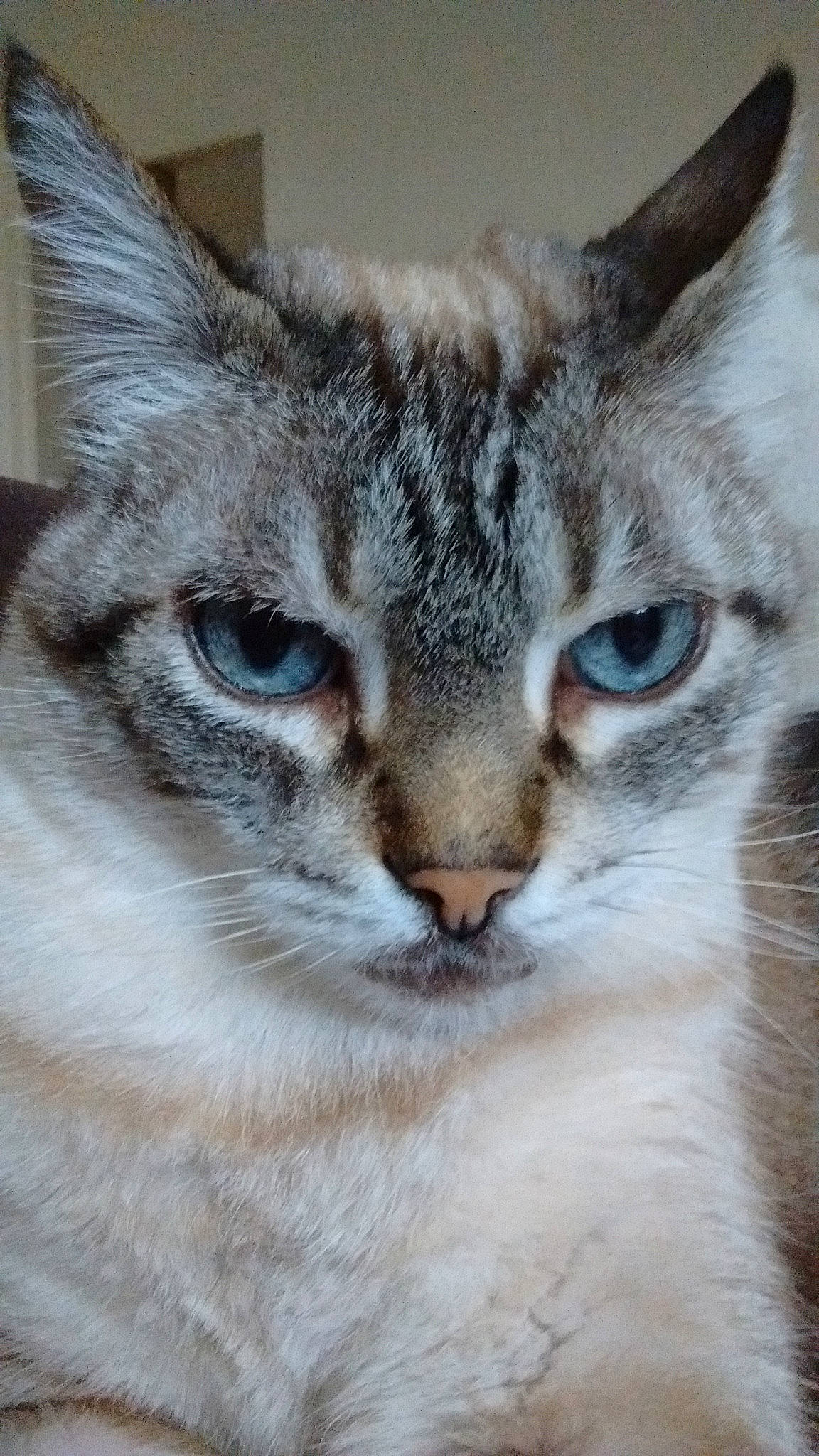 Pschitt a rejoint le concours — aidez-le/la à gagner de superbes lots ! carnivore, cat, close_up, domestic_short_haired_cat, felidae, fur, small_to_medium_sized_cats, snout, terrestrial_animal, tree, whiskers, wildlife, window