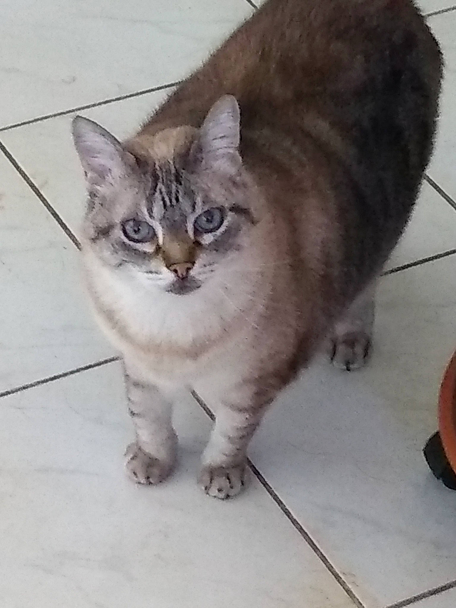 Pschitt participe au concours pour gagner de l'argent avec cette photo : carnivore, cat, claw, domestic_short_haired_cat, eye, felidae, flip_flops, foot, fur, metal, paw, road_surface, sandal, small_to_medium_sized_cats, snout, tail, terrestrial_animal, whiskers