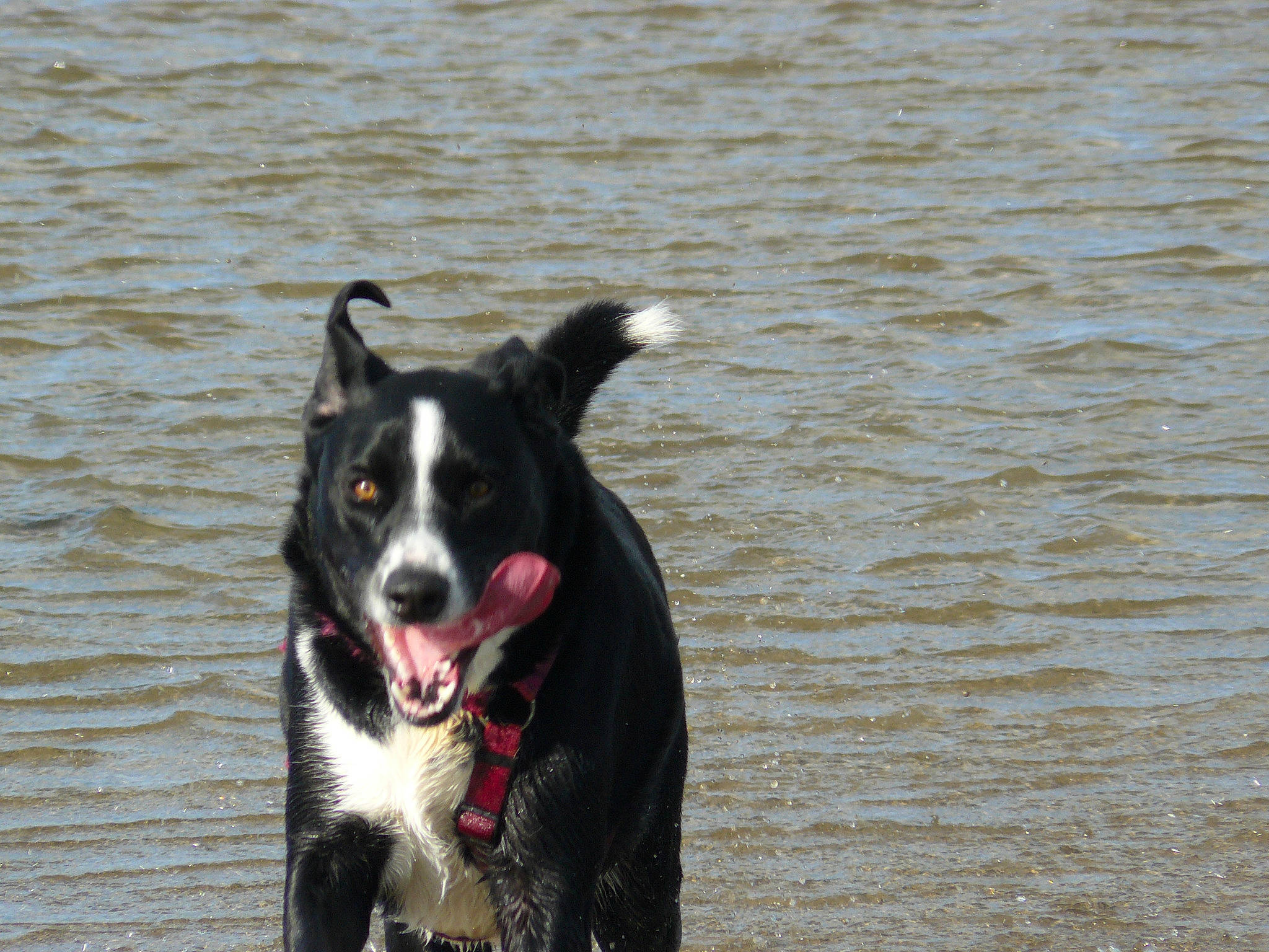 Zina a rejoint le concours — aidez-le/la à gagner de superbes lots ! borador, carnivore, collar, companion_dog, dog, dog_breed, dog_collar, herding_dog, lake, liquid, mcnab, paw, tail, water, working_animal, working_dog