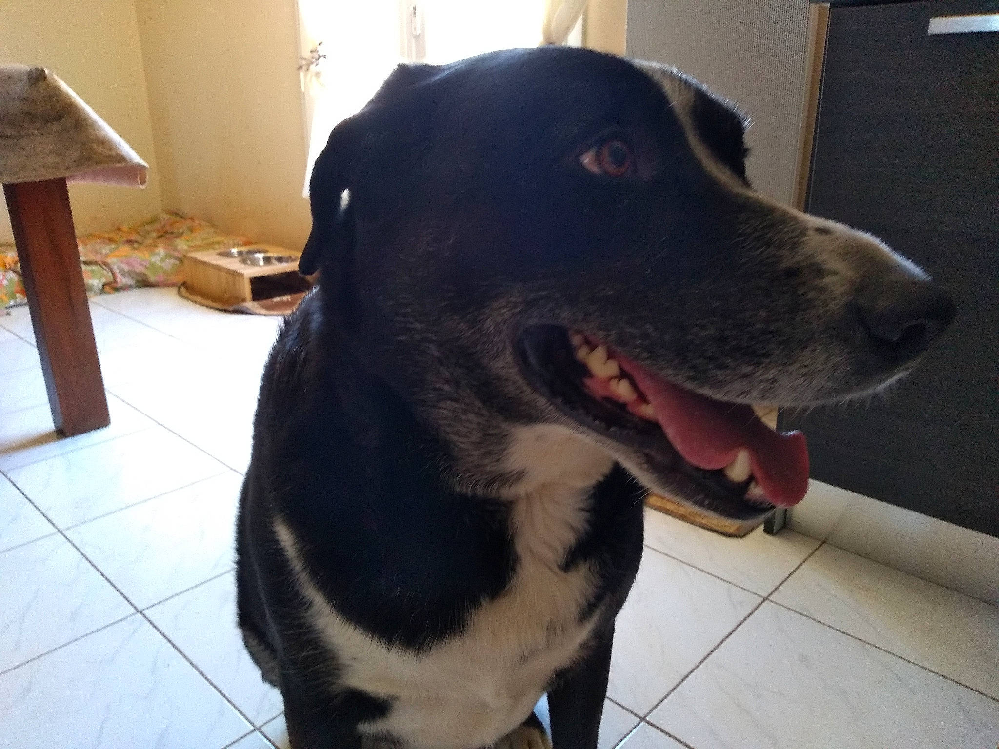 Zina participe au concours pour gagner de l'argent avec cette photo : borador, canidae, carnivore, collar, companion_dog, dog, dog_breed, dog_collar, ear, eye, flooring, fur, head, jaw, lamp, pet_supply, snout, sporting_group, whiskers, working_animal