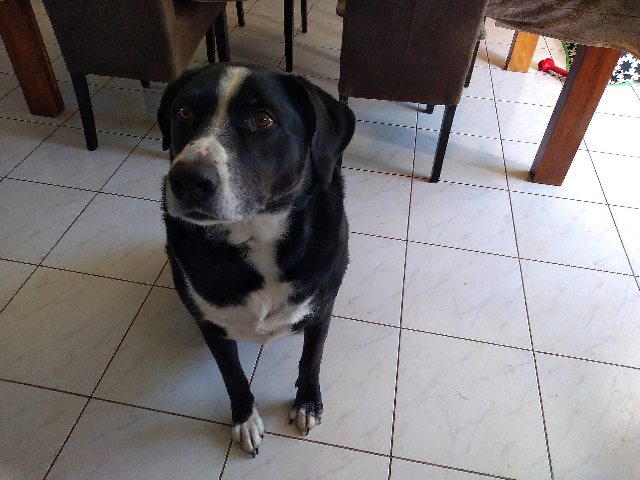 Zina a rejoint le concours — aidez-le/la à gagner de superbes lots ! borador, canidae, carnivore, chair, collar, companion_dog, dog, dog_breed, floor, flooring, fur, gun_dog, hunting_dog, sporting_group, tail, terrestrial_animal, tile_flooring, whiskers, working_animal, working_dog