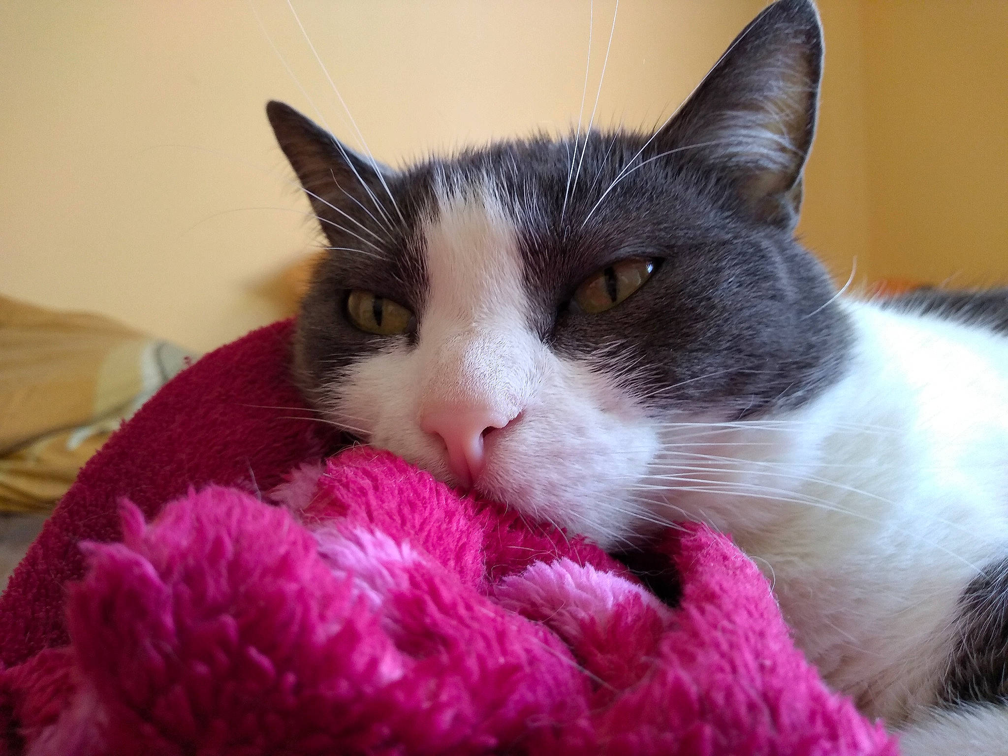 Rustine participe au concours pour gagner de l'argent avec cette photo : carnivore, cat, cat_supply, claw, comfort, domestic_short_haired_cat, eyelash, felidae, fur, magenta, nap, paw, pet_supply, small_to_medium_sized_cats, snout, tail, thread, whiskers, wool, woolen