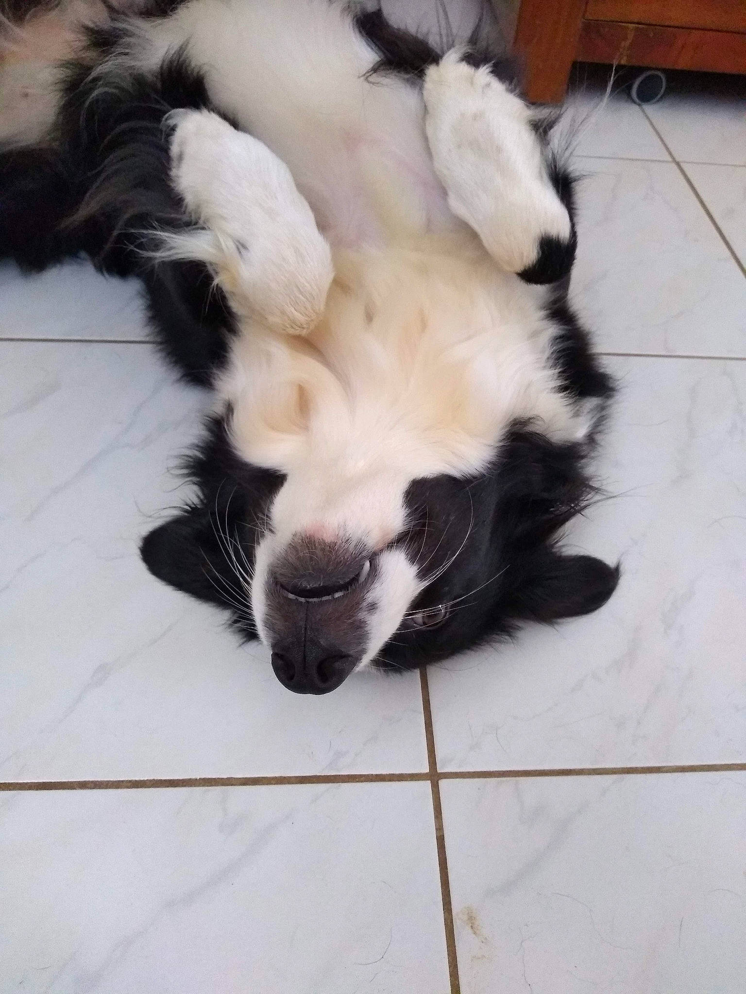 Perle participe au concours pour gagner de l'argent avec cette photo : canidae, carnivore, claw, companion_dog, dog, dog_breed, fang, felidae, flooring, foot, fur, nap, paw, small_to_medium_sized_cats, snout, sporting_group, tail, terrestrial_animal, toy_dog, whiskers