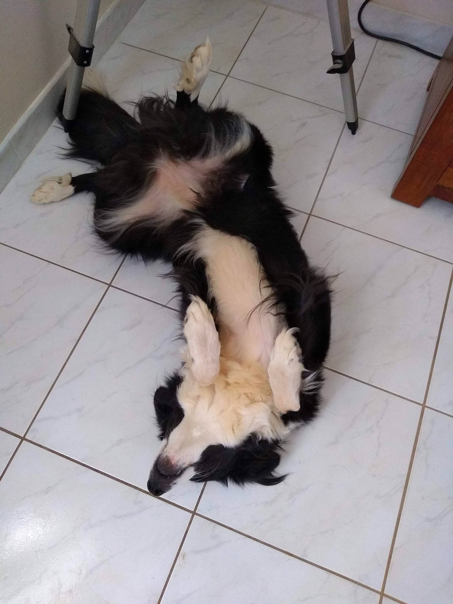 Perle a rejoint le concours — aidez-le/la à gagner de superbes lots ! canidae, carnivore, claw, companion_dog, dog, dog_breed, dog_supply, flooring, fur, hardwood, herding_dog, non_sporting_group, paw, sporting_group, tail, tile, tile_flooring, toy_dog, working_animal, working_dog