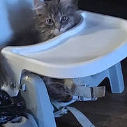 Nika joined the competition — help win amazing prizes! animal_face, baby_high_chair, cat, closeup, curious, domestic_cat, ears, floor, furniture, gray_fur, home, indoor, kitten, pet, playful, resting, soft_fur, stripes, whiskers, young_animal
