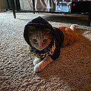 Teddy is registered to the contest to win money with this photo: animal, carpet, cat, costume, cozy, cute, domestic, fashion, feline, fur, gold_chain, hoodie, household, indoor, laying_down, orange_cat, paws, pet, relaxed, whiskers