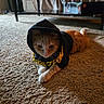 animal, carpet, cat, costume, cozy, cute, domestic, fashion, feline, fur, gold_chain, hoodie, household, indoor, laying_down, orange_cat, paws, pet, relaxed, whiskers