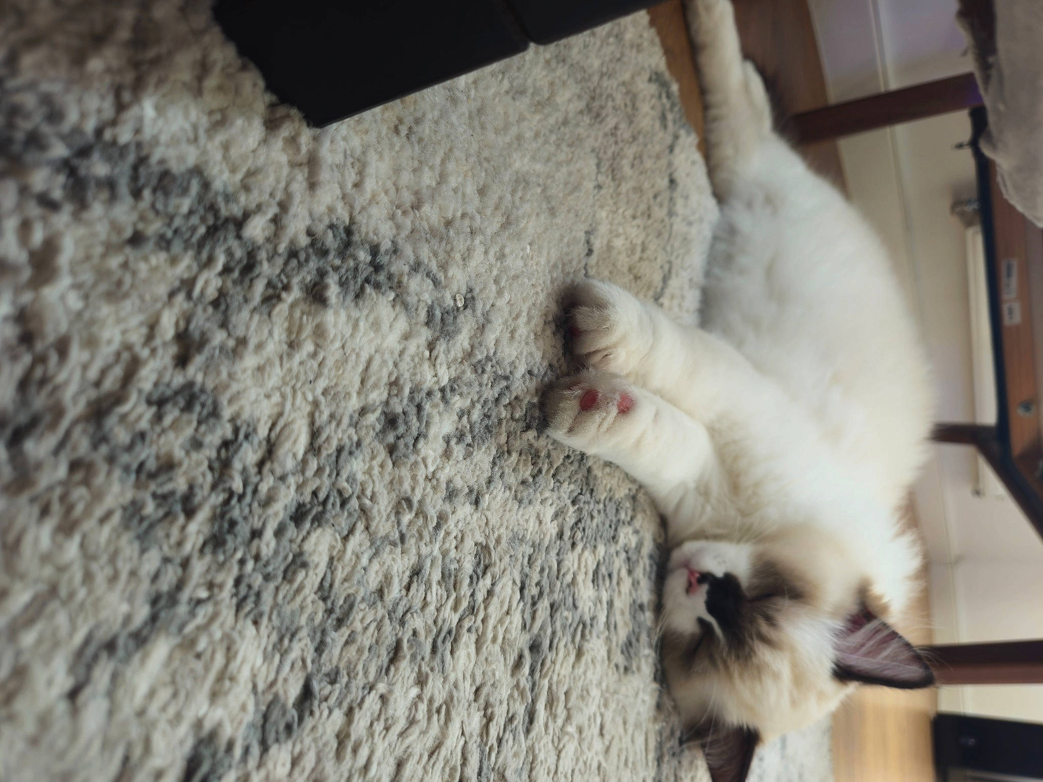 Dante joined the competition — help win amazing prizes! balinese, canidae, carnivore, cat, claw, companion_dog, dog_breed, domestic_short_haired_cat, fawn, felidae, flooring, fur, hardwood, non_sporting_group, paw, small_to_medium_sized_cats, sporting_group, tail, whiskers, wood