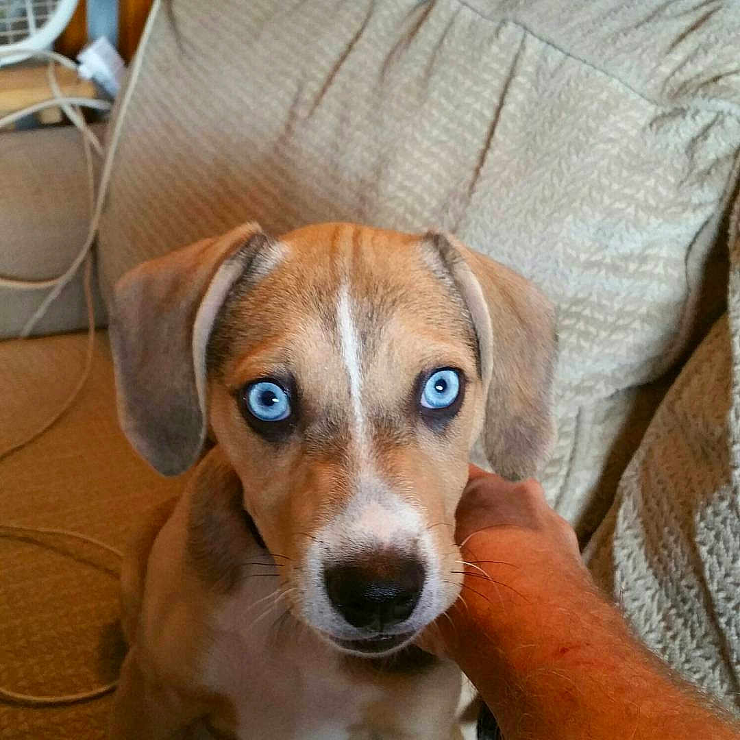 Nala
