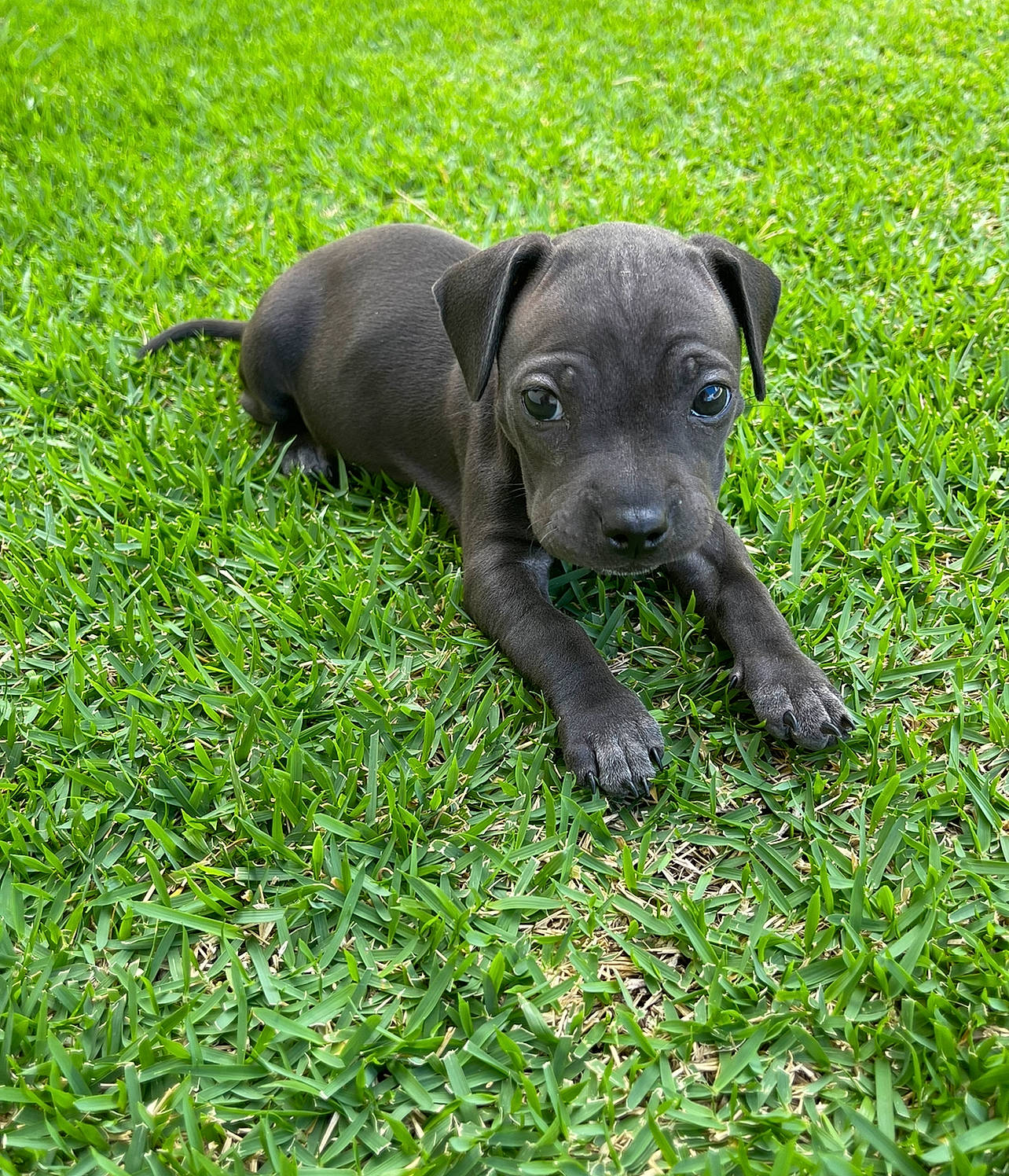 Keiko is registered to the contest to win money with this photo: borador, canidae, carnivore, companion_dog, dog, dog_breed, grass, grassland, groundcover, gun_dog, hunting_dog, liver, non_sporting_group, plant, sporting_group, terrestrial_animal, working_animal