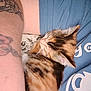 Callie is registered to the contest to win money with this photo: kitten, cat, tattoo, arm, person, blue_shirt, text_on_shirt, fur, sleeping_cat, closeup, indoor, resting, animal, pet, calico, whiskers, soft_light, human, cuddle, relaxation