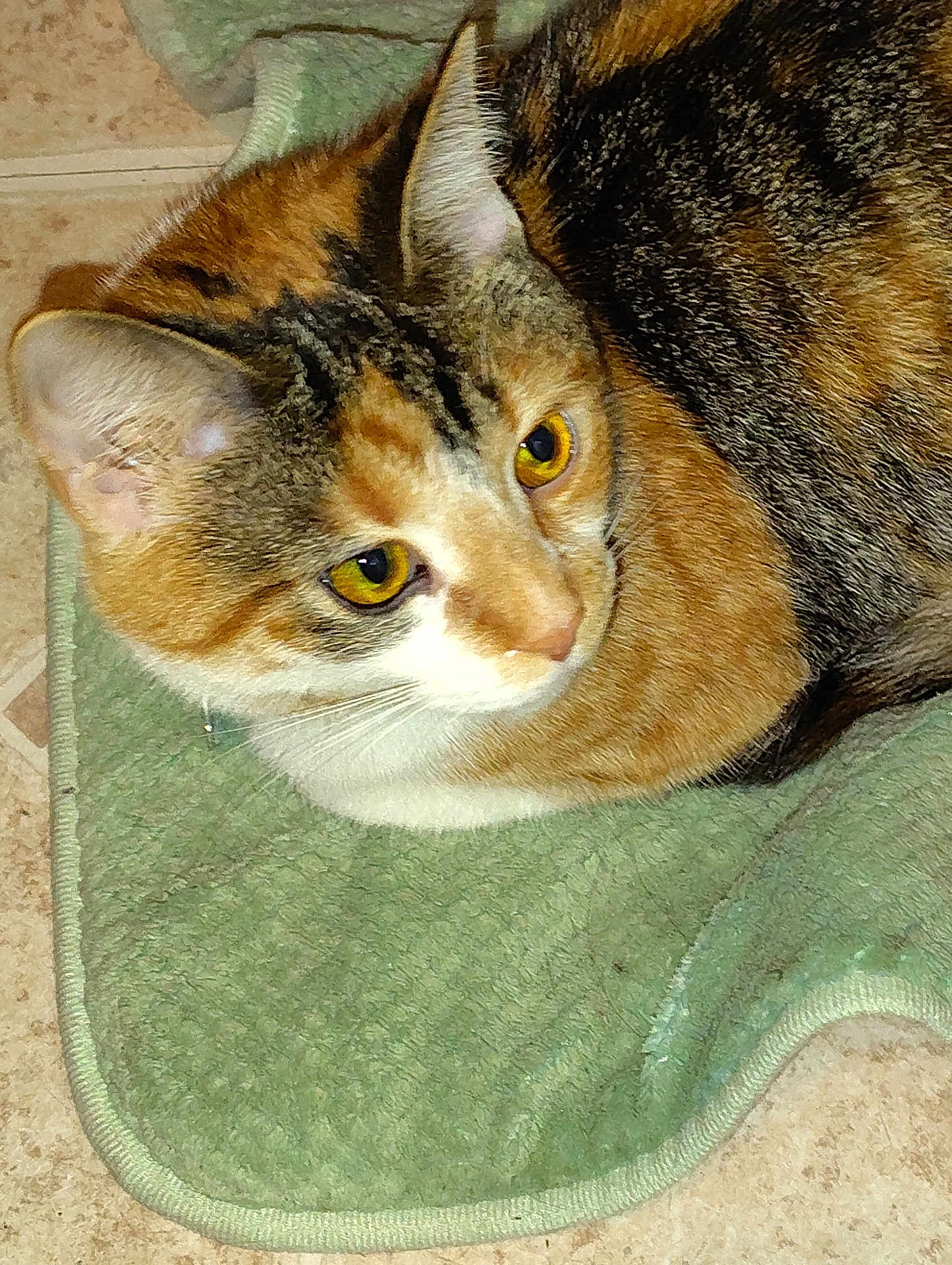 Callie is registered to the contest to win money with this photo: cat, calico, pet, animal, fur, yellow_eyes, green_mat, resting, close_up, floor, tile, whiskers, ears, cute, domestic_cat, feline, looking, indoor, mammal, tabby