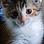 Callie is registered to the contest to win money with this photo: kitten, cat, close_up, fur, whiskers, eyes, cute, pet, animal, young, domestic_animal, face, portrait, mammal, feline, small, adorable, curious, indoor, soft