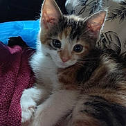 Callie is registered to the contest to win money with this photo: kitten, cat, animal, pet, furry, cute, relaxing, indoor, blanket, pillow, soft, fur, whiskers, ears, eyes, closeup, young, tabby, calico, cozy