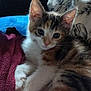 kitten, cat, animal, pet, furry, cute, relaxing, indoor, blanket, pillow, soft, fur, whiskers, ears, eyes, closeup, young, tabby, calico, cozy