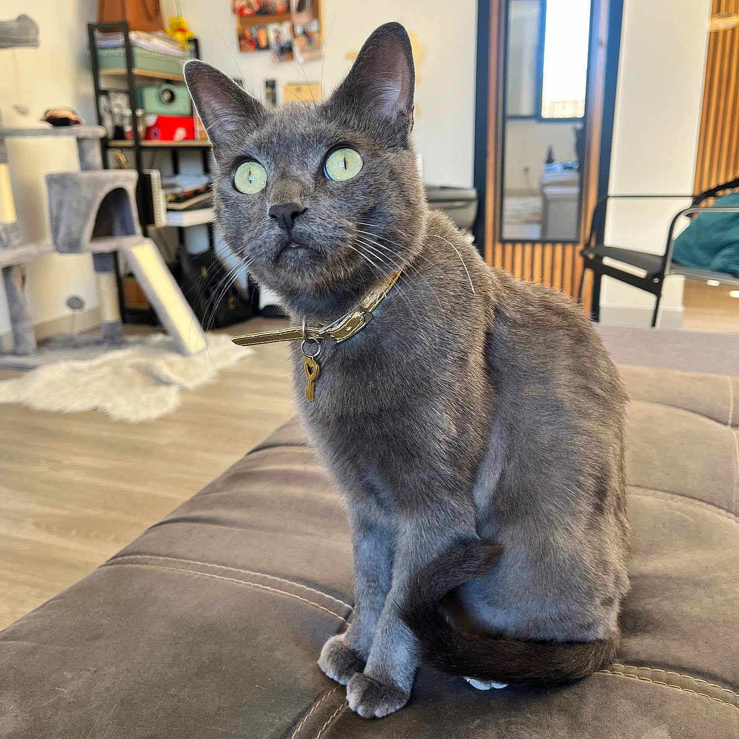 Pixie participe au concours pour gagner de l'argent avec cette photo : abyssinian, accessories, animal, architecture, bag, building, cat, chair, couch, cushion, furniture, handbag, indoors, interiordesign, livingroom, manx, person, pet, room, wood