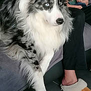 Sayan participe au concours pour gagner de l'argent avec cette photo : dog, border_collie, blue_eyes, fluffy, black_and_white, indoor, couch, person, slippers, relaxed, pet, companion, floor, fur, seated, casual, home, comfort, paw, resting