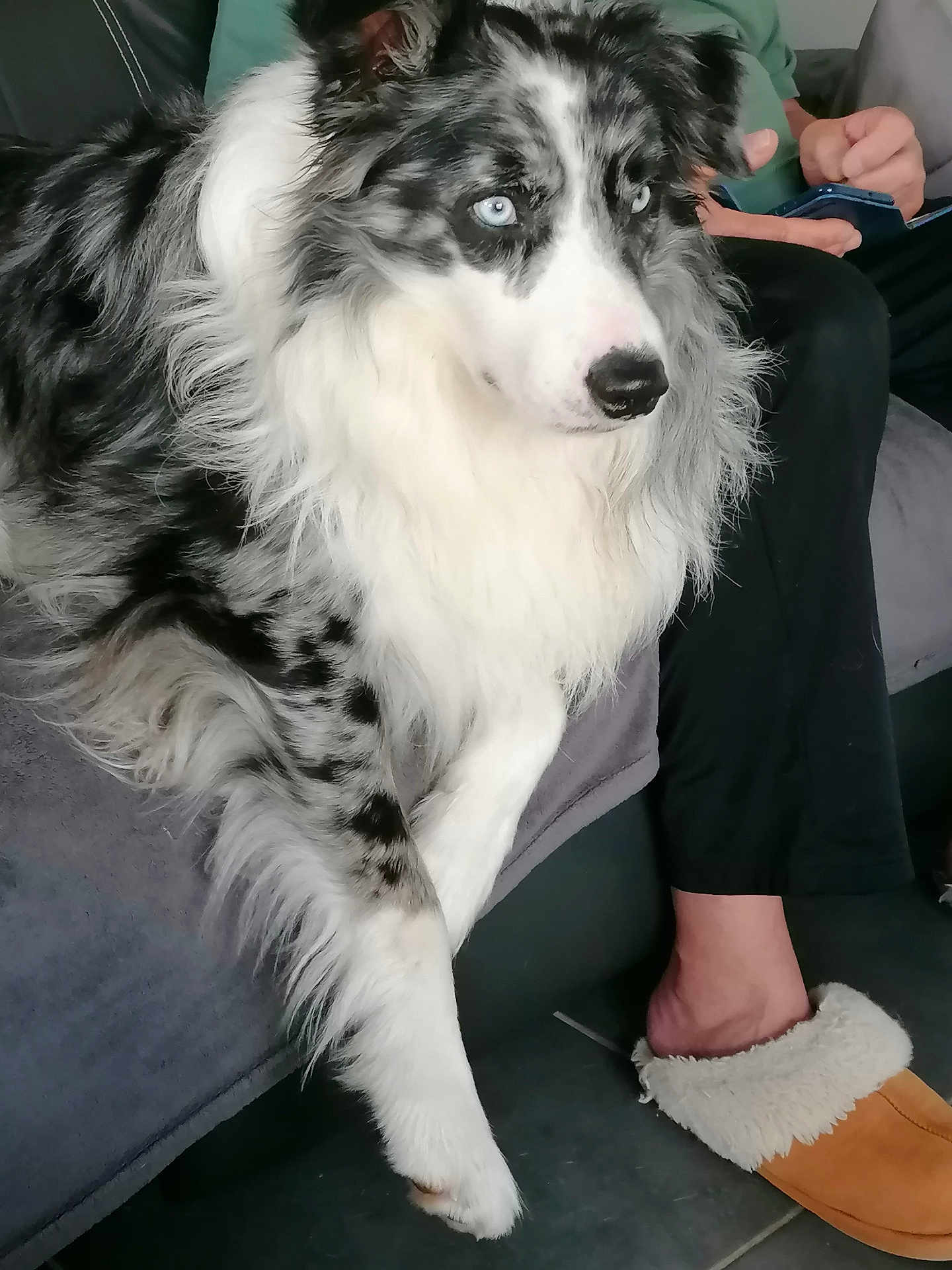 Sayan participe au concours pour gagner de l'argent avec cette photo : dog, border_collie, blue_eyes, fluffy, black_and_white, indoor, couch, person, slippers, relaxed, pet, companion, floor, fur, seated, casual, home, comfort, paw, resting