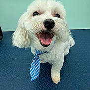 Blu joined the competition — help win amazing prizes! animal, blue_tie, canine, closeup, cute, dog, floor, friendly, fur, groomed, happy, indoor, looking_up, pet, portrait, sitting, smiling, tie, tongue_out, white_dog
