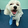 animal, blue_tie, canine, closeup, cute, dog, floor, friendly, fur, groomed, happy, indoor, looking_up, pet, portrait, sitting, smiling, tie, tongue_out, white_dog