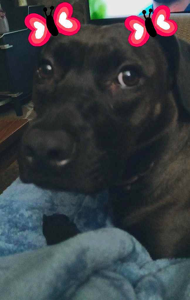 Kona Lynn is registered to the contest to win money with this photo: black, carnivore, collar, companion_dog, dog, dog_breed, dog_collar, dog_supply, ear, fawn, fur, liver, mammal, pet_supply, plant, snout, sporting_group, vertebrate, whiskers, working_animal