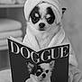 animal, black_and_white, chihuahua, cover, cute, dog, eyes, face, fur, humor, indoors, magazine, pet, portrait, reading, relaxation, robe, small_dog, spa, towel