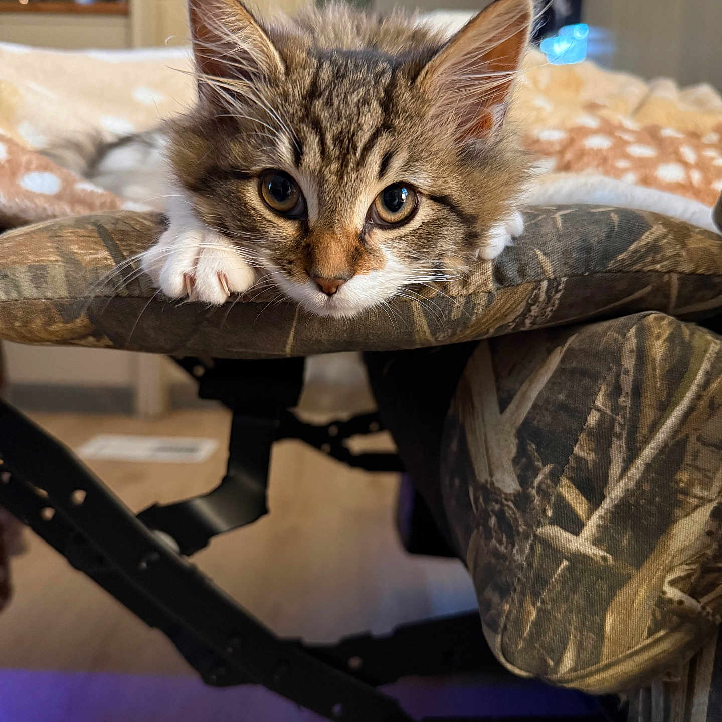 Fluffy Mae joined the competition — help win amazing prizes! animal, camo_pattern, cat, chair, closeup, cozy, curious, cute, domestic, ears, eyes, fur, furniture, indoor, kitten, paws, pet, portrait, resting, whiskers