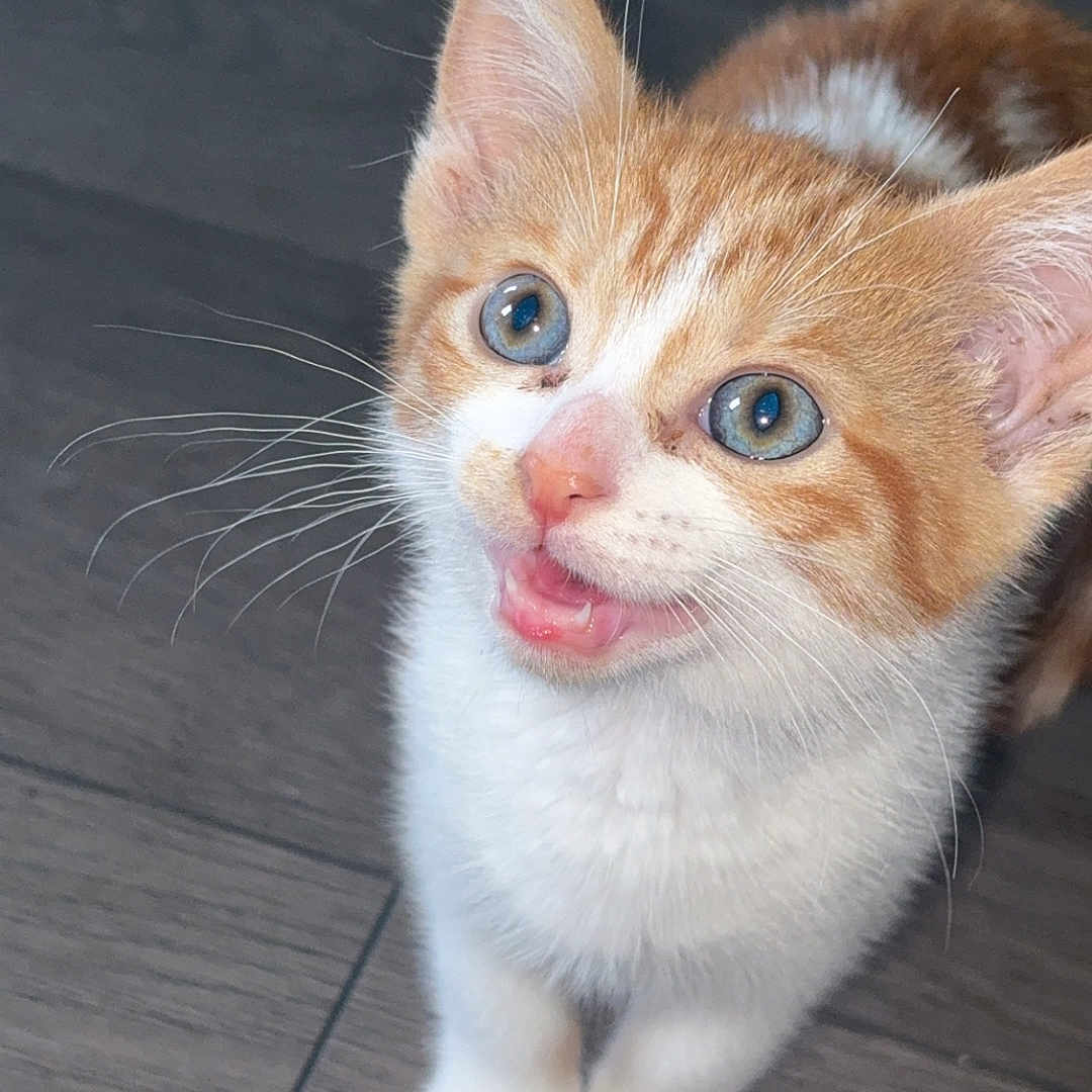 Tigger is registered to the contest to win money with this photo: abyssinian, animal, bodypart, cat, hardwood, kitten, manx, mouth, person, pet, plywood, siamese, wood