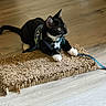 animal, black_and_white, cardboard_scratch_pad, cat, curious, cute, domestic_cat, ears, feline, floor, harness, indoor, leash, looking, paws, pet, playful, sitting, tail, whiskers