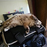 Brad Copito joined the competition — help win amazing prizes! black_cushion, casual, cat, chair, covering_face, cozy, decor, floor, fluffy, furniture, home, indoor, mirror, paw, photography, relaxed, shelf, stuffed_toy, timestamp, wooden_cabinet