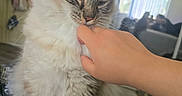 Brad Copito is registered to the contest to win money with this photo: cat, chin_scratch, closeup, clothing, cozy, curtain, daylight, domestic_animal, fluffy, furniture, hand, human_hand, indoor, long_hair, pet, quilt, relaxed, room, tabby, window