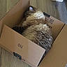Brad Copito joined the competition — help win amazing prizes! animal, box, brown_cat, cardboard_box, cat, comfortable, cozy, curled_up, cute, domestic_animal, feline, fluffy, fur, home, indoor, pet, relaxed, resting, sleeping, wooden_floor